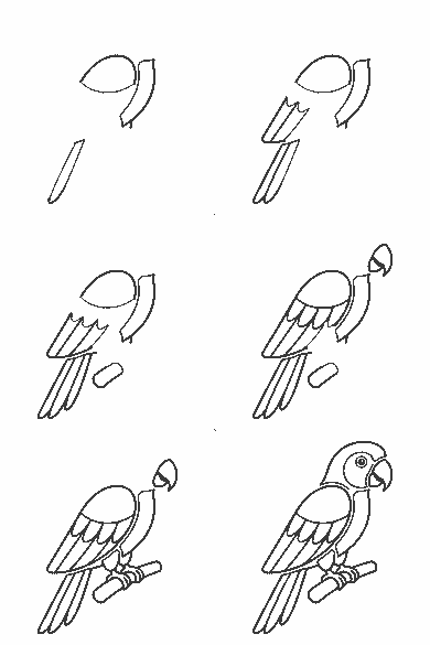Lámina de dibujo paso a paso: el loro está posado de perfil sobre una rama inclinada, mirando hacia la derecha. Se le ve un ojo redondo con la pupila rellena dentro de un círculo más claro, y un pico grande, curvo y ganchudo que ocupa buena parte de la cara. El ala plegada es una forma cerrada grande sobre el cuerpo y, por debajo, salen varias plumas largas y puntiagudas. La cola termina en tres plumas muy largas y estrechas.